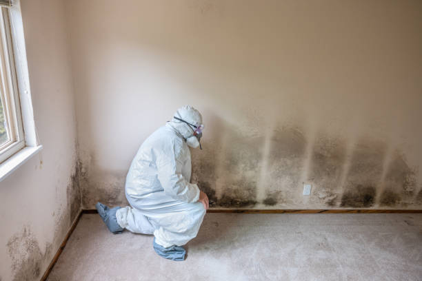 Trusted Saraland, AL Mold Remediation Experts