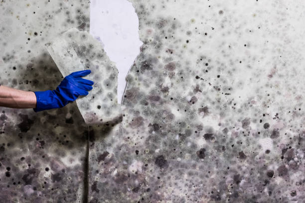 Trusted Saraland, AL Mold Remediation Experts