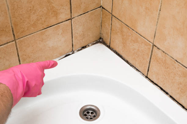 Best Attic Mold Remediation in Sarand, AL